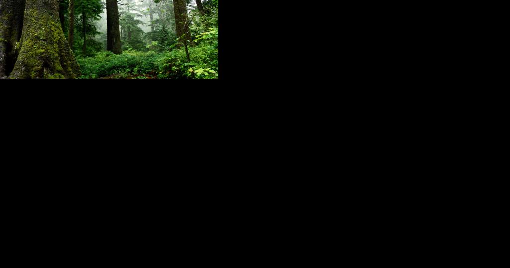More protections coming for old-growth forests under federal plans - Vimarsana News