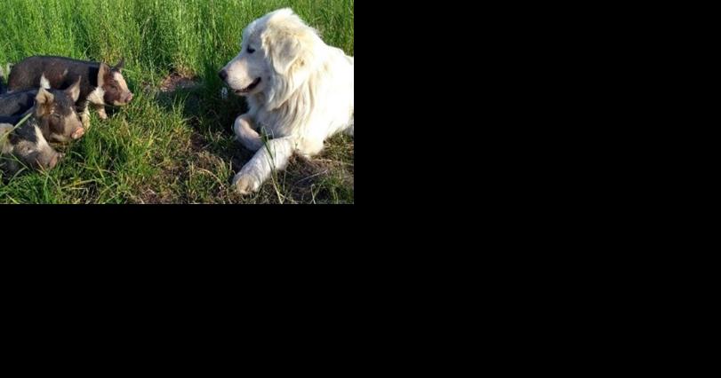 Benton County awards grants for non-lethal wildlife deterrents for farmers - Vimarsana News