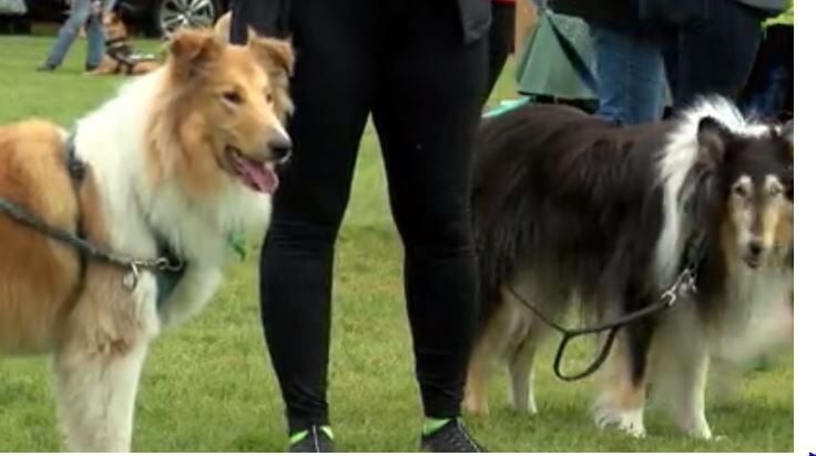 Bark in the Park 2022 - Greenhill Humane Society