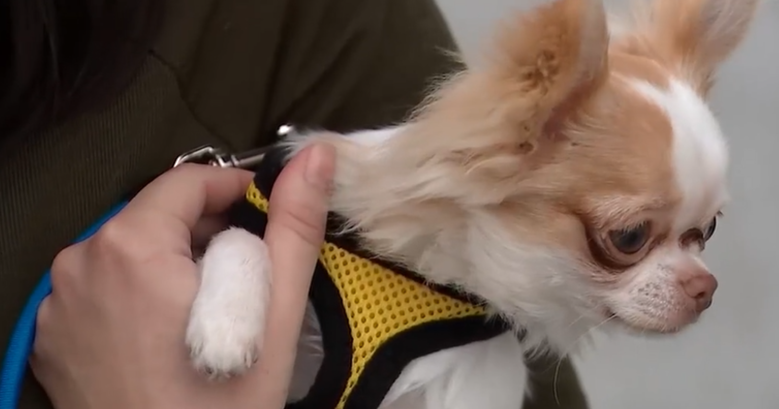 Portland pet owners say dogs overdosed on fentanyl - Vimarsana News