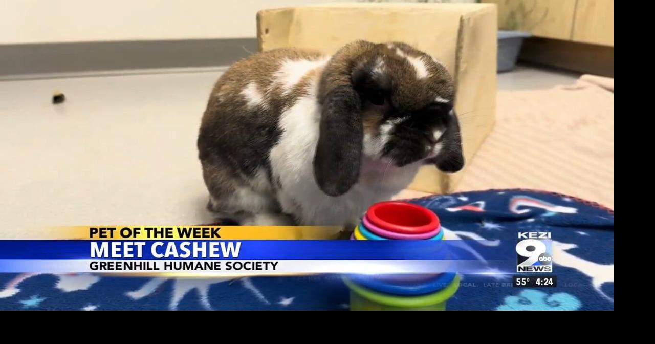 Pet of the Week: Cashew | Video | kezi.com