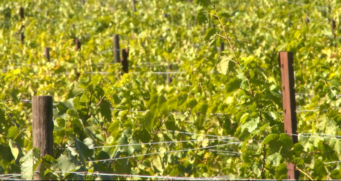 Eugene winery eyes harvest after Oregon’s best season in years