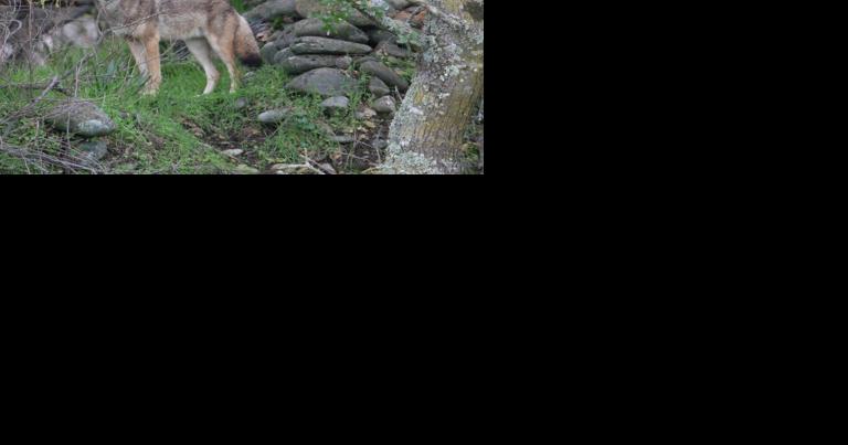 State wildlife officials ban wildlife killing contests on public land - Vimarsana News