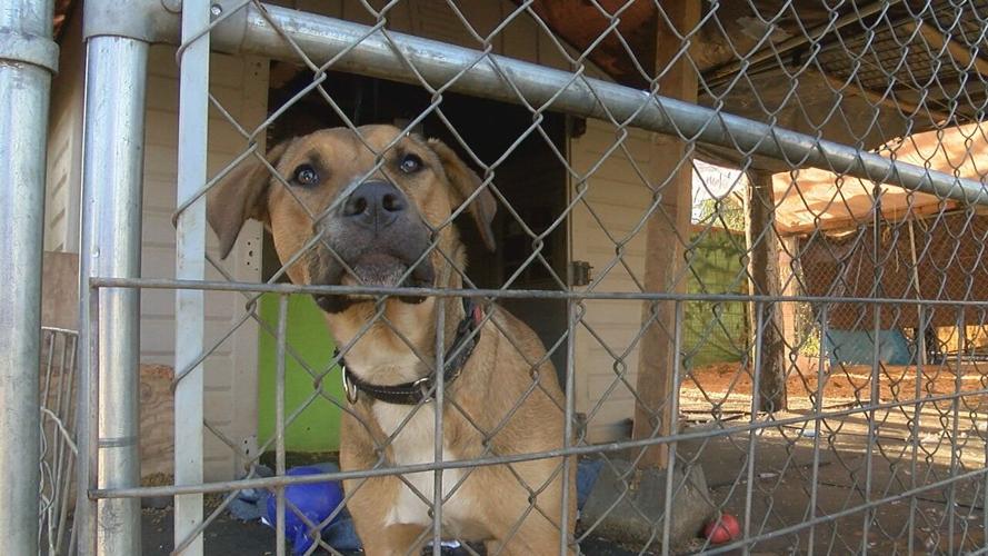 Dog dumpings, vet shortage, overpopulation are putting rescues at risk