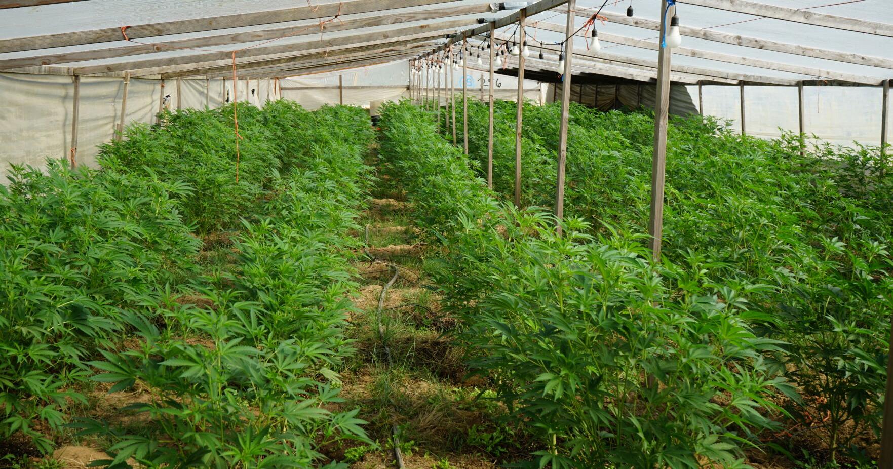Oregon, mecca of weed, to crack down on illegal pot growers by holding landowners responsible - Vimarsana News