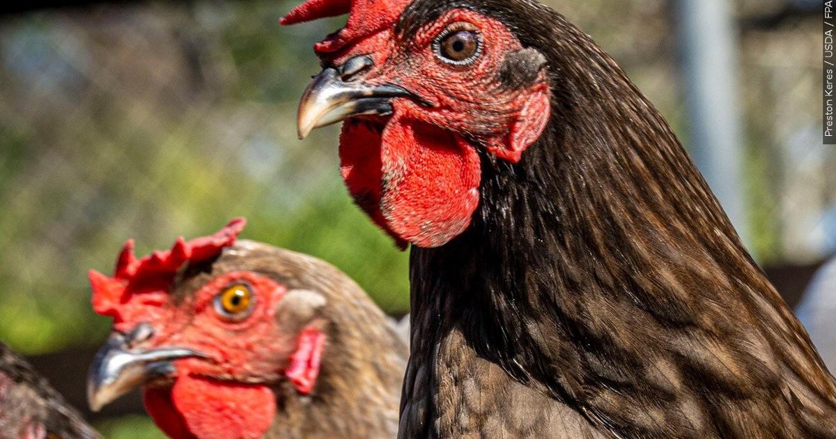 Bird flu quarantine established in Lane County after confirmed case