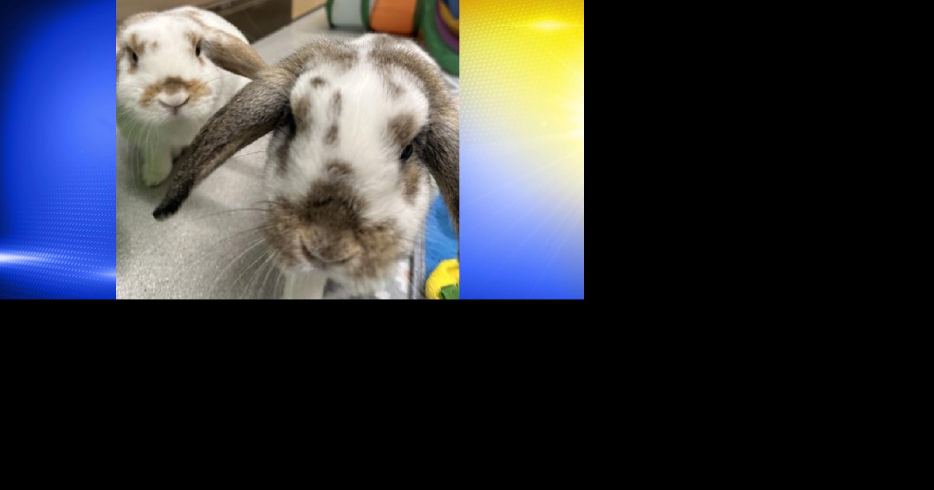 Pets of the Week: Binx and Carrots | Local