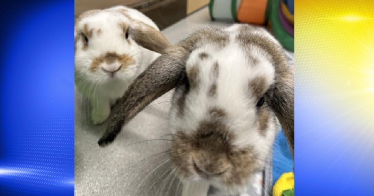 Pets of the Week: Binx and Carrots | Local | kezi.com