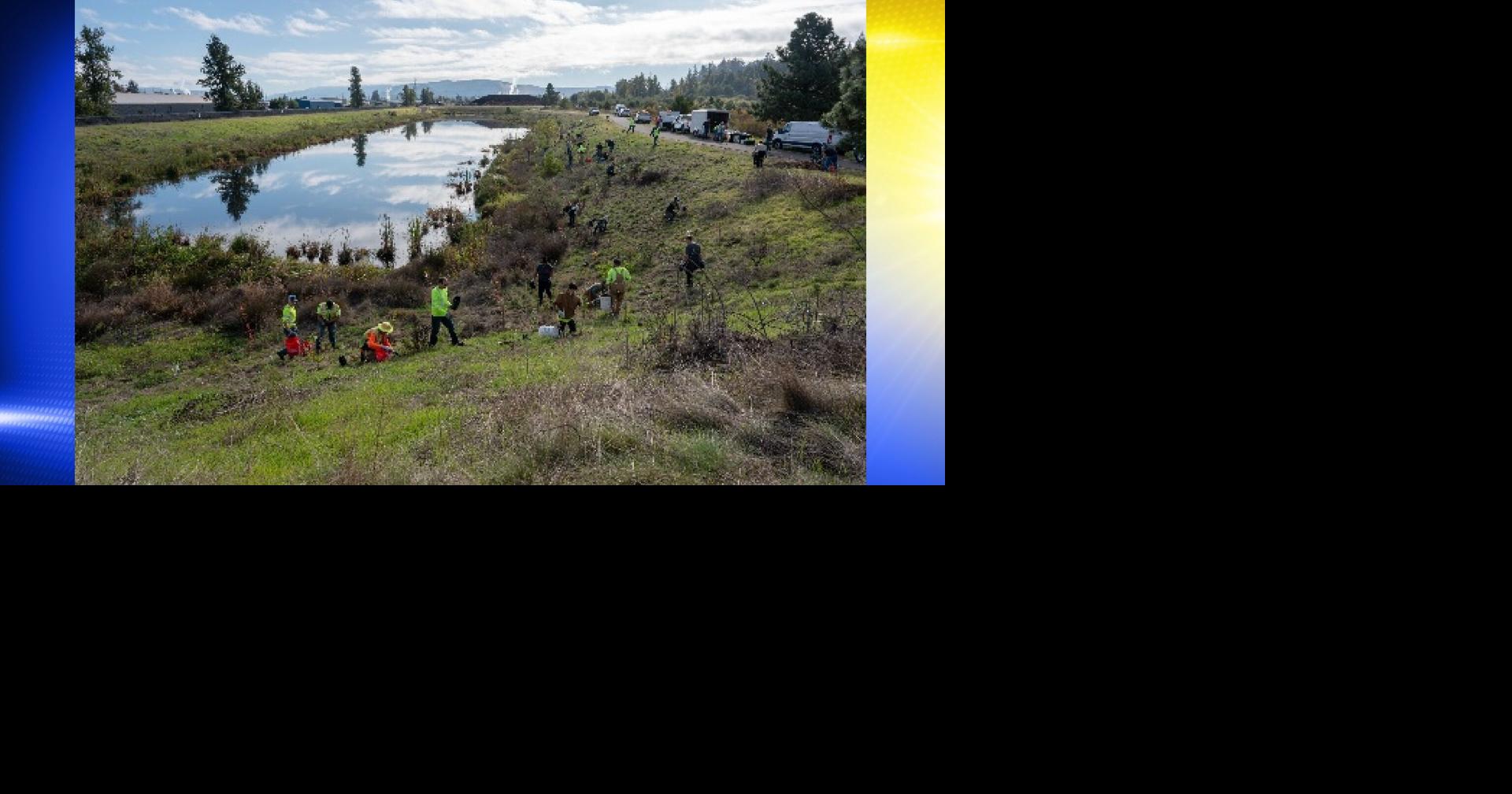 New trees at Springfield's Mill Race pond protect the Willamette River ...