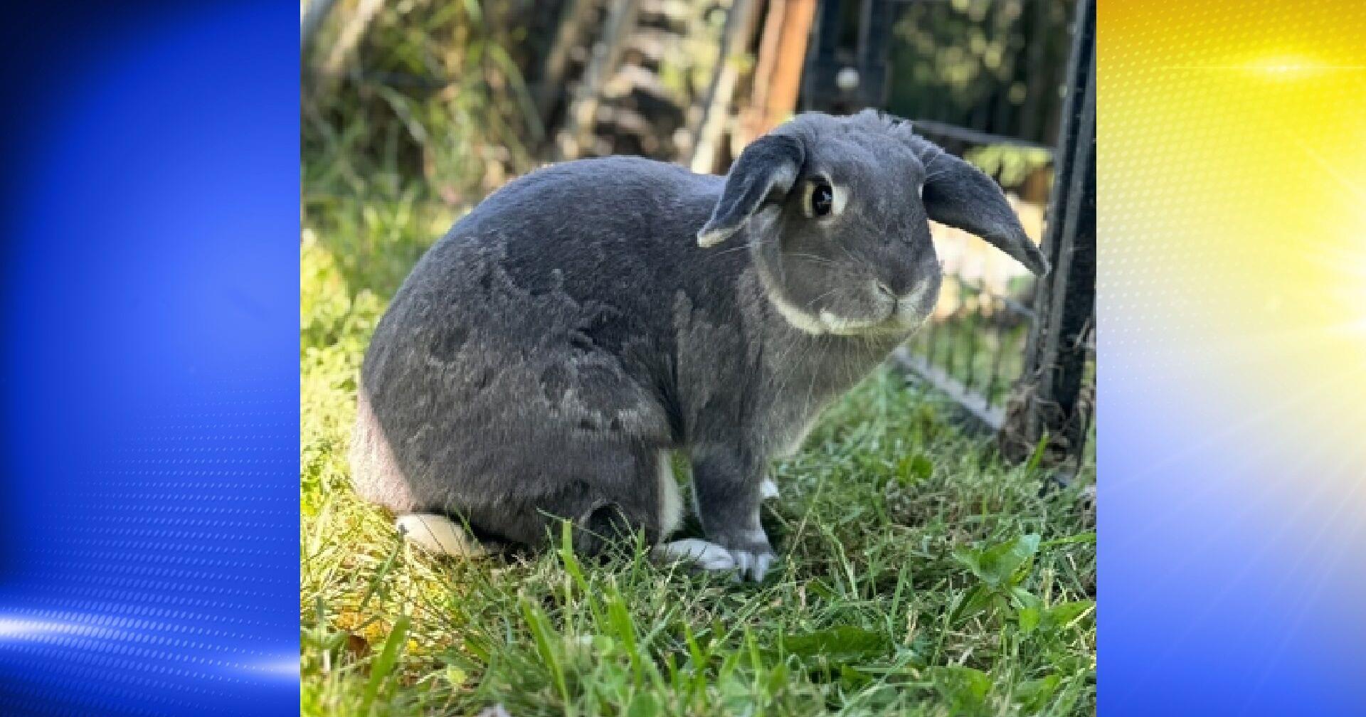 Pet of the Week: Mila - Vimarsana News