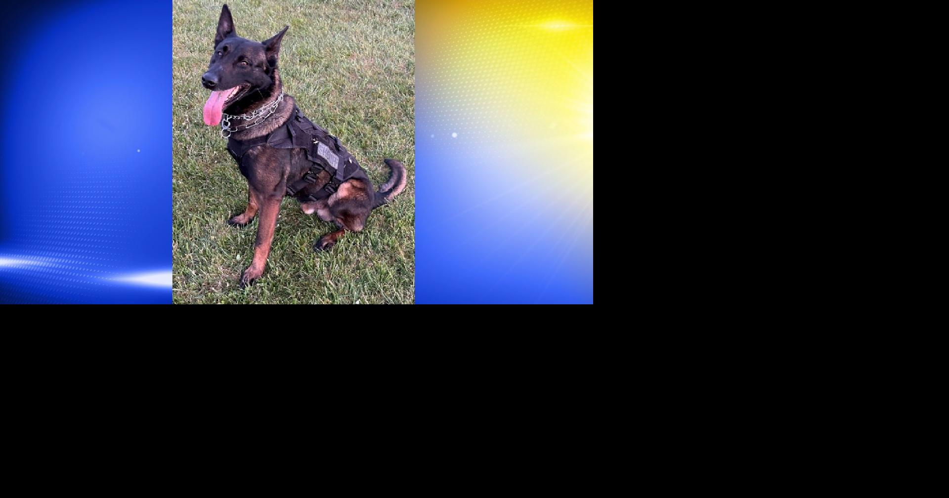 Sweet Home man caught by K9 after allegedly stealing car in Lebanon
