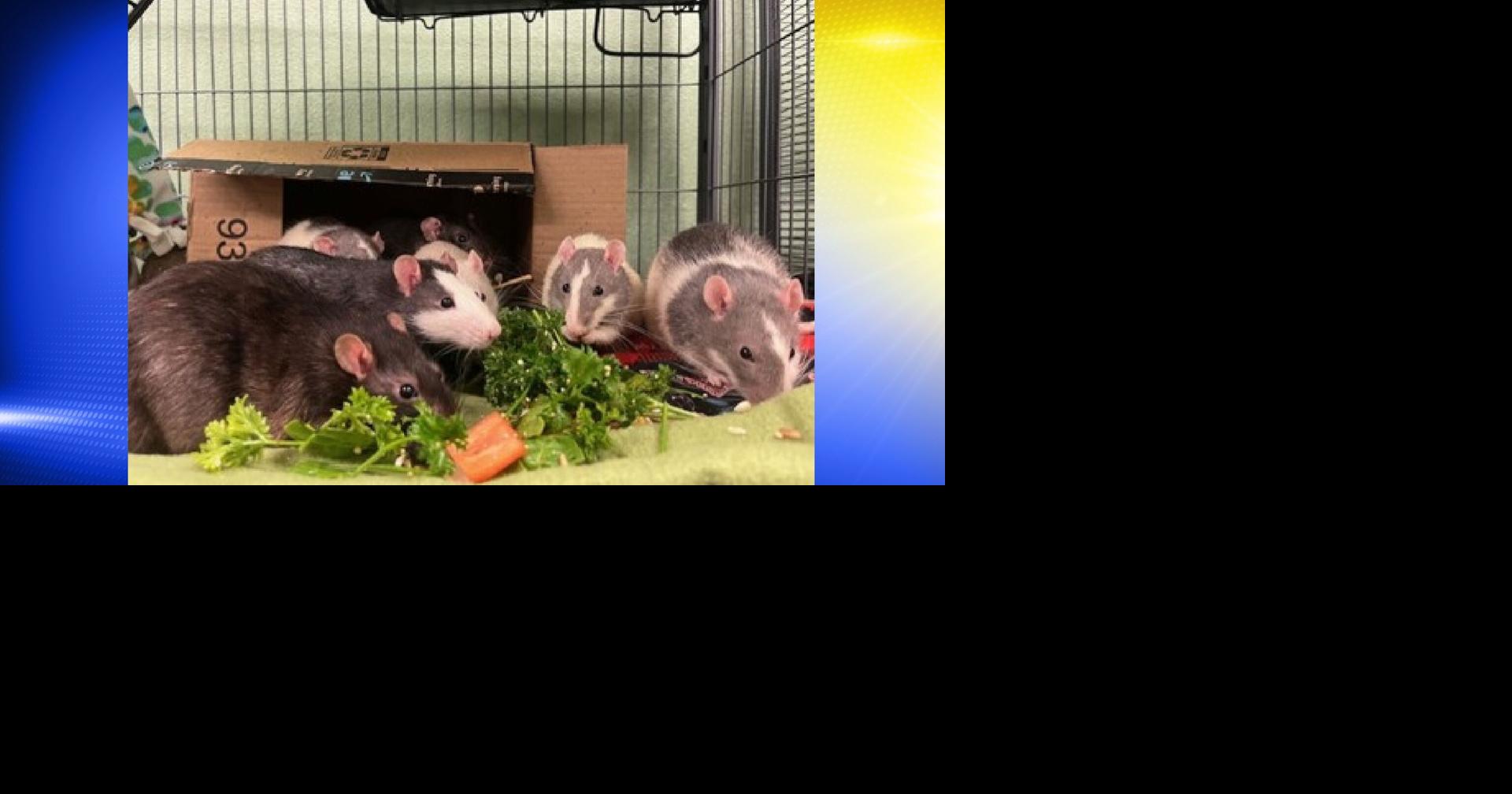 Pets of the Week: Rats! | Local | kezi.com