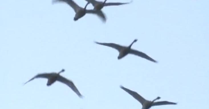 ‘Lights out’ movement aims to help birds navigating annual migration ...