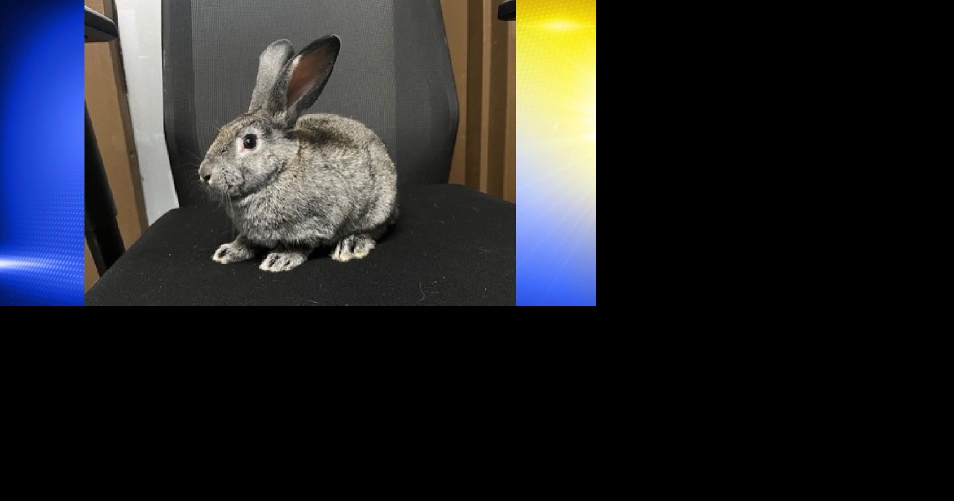 Pet of the Week: Heron | Local | kezi.com