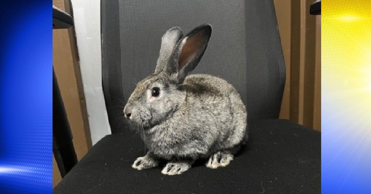 Pet of the Week: Heron | Local | kezi.com