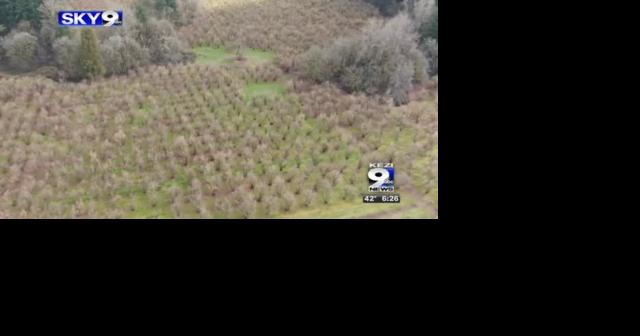 Hundreds of filbert trees to be replaced at Dorris Ranch - Vimarsana News
