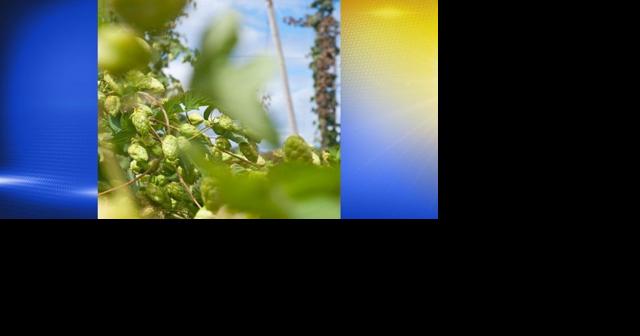 Oregon State researchers find regional differences in hops and resulting beer flavors, aromas - Vimarsana News