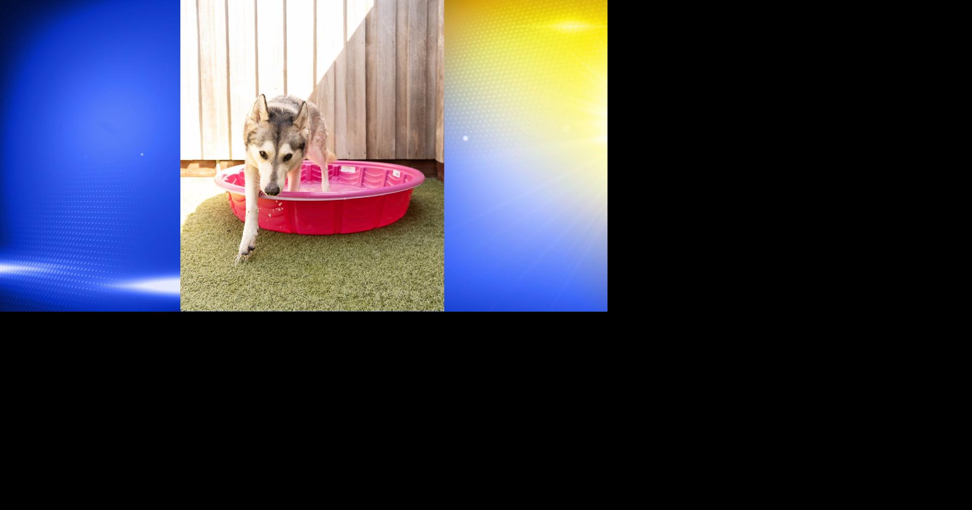 Hot Weather Tips to Keep Pets Safe this Summer