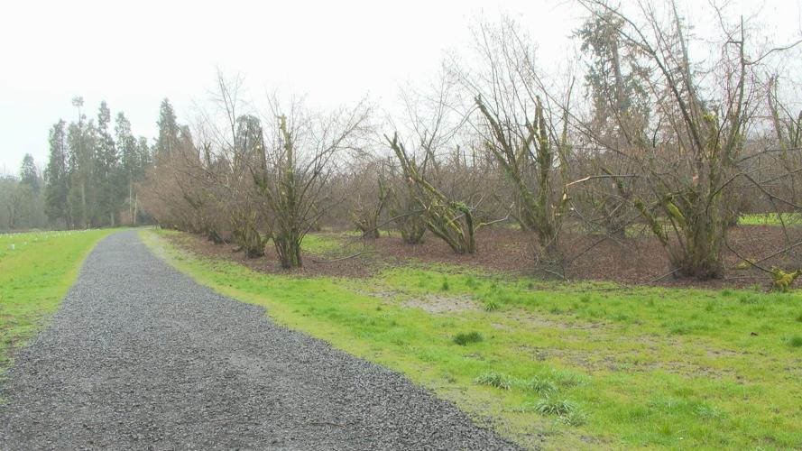 Ice storm causes damage to local hazelnut orchards | News | kezi.com