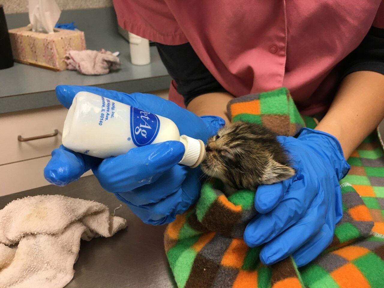 Greenhill Humane Society hosts kitten shower celebration News