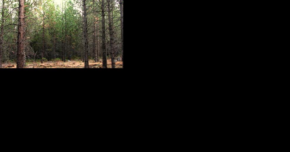Report: California, Chinese billionaires own hundreds of thousands of acres of Oregon timberland - Vimarsana News