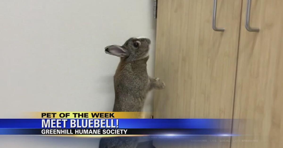 Pet of the Week Bluebell Video