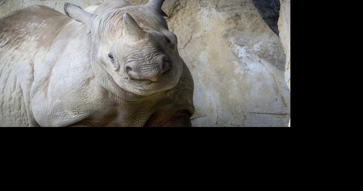 Oregon Zoo's 2-year-old rhino already weighs a ton