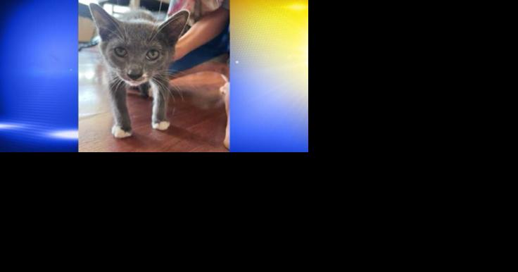 Kitten stolen from local animal rescue - Vimarsana News