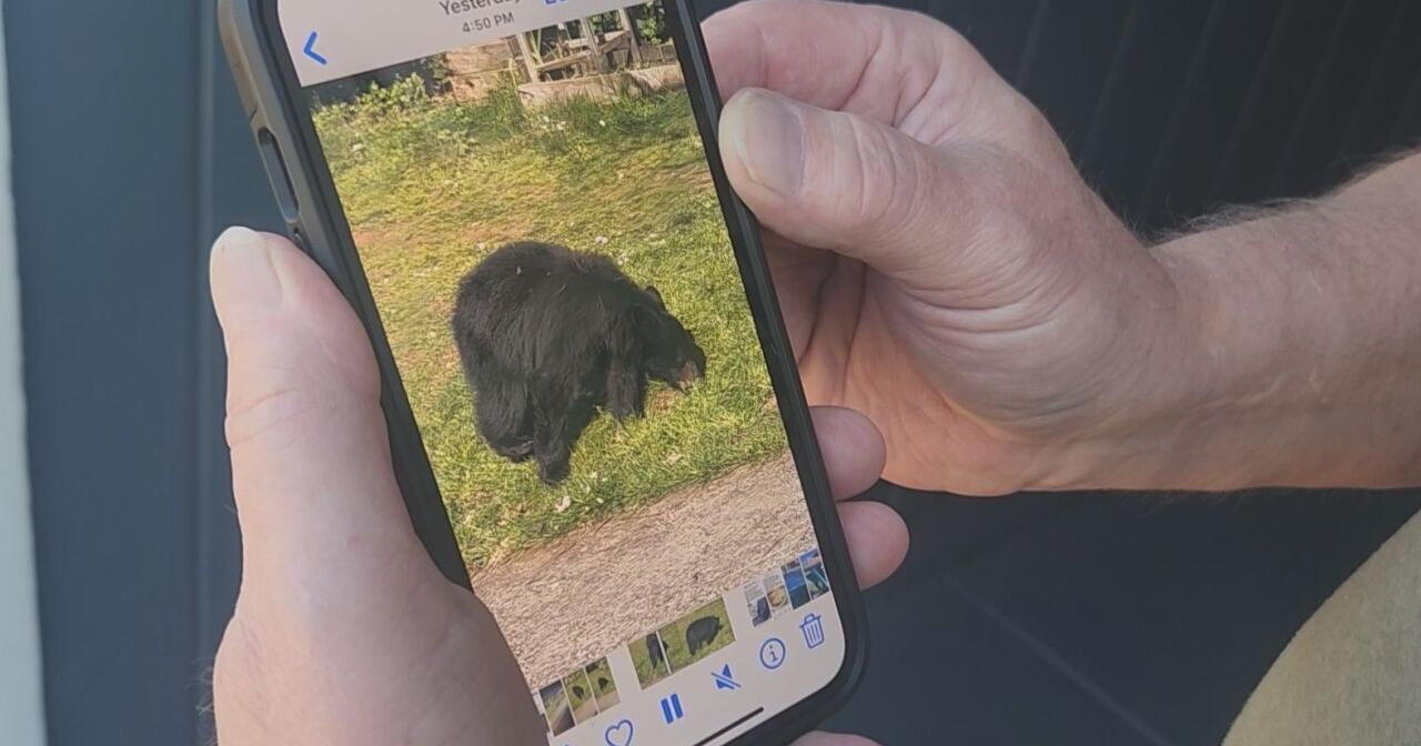 Black bear in Cottage Grove located and euthanized after being fed by residents - Vimarsana News