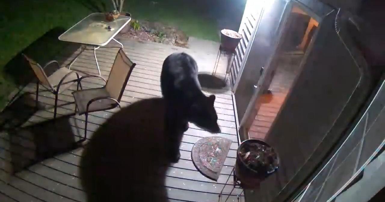 Another bear caught on camera near Churchill High School in Eugene - Vimarsana News