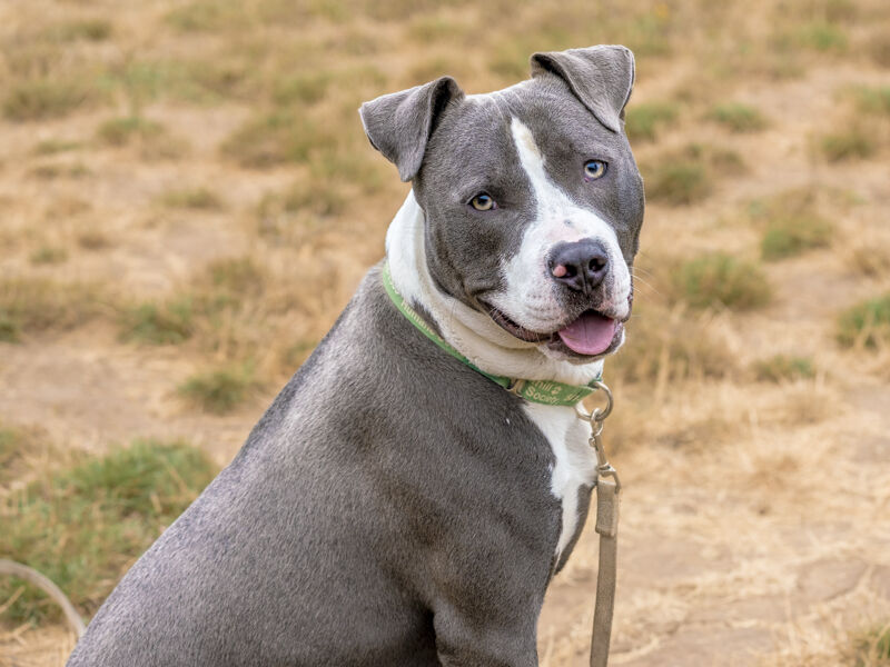 blue pitbull uncropped ears