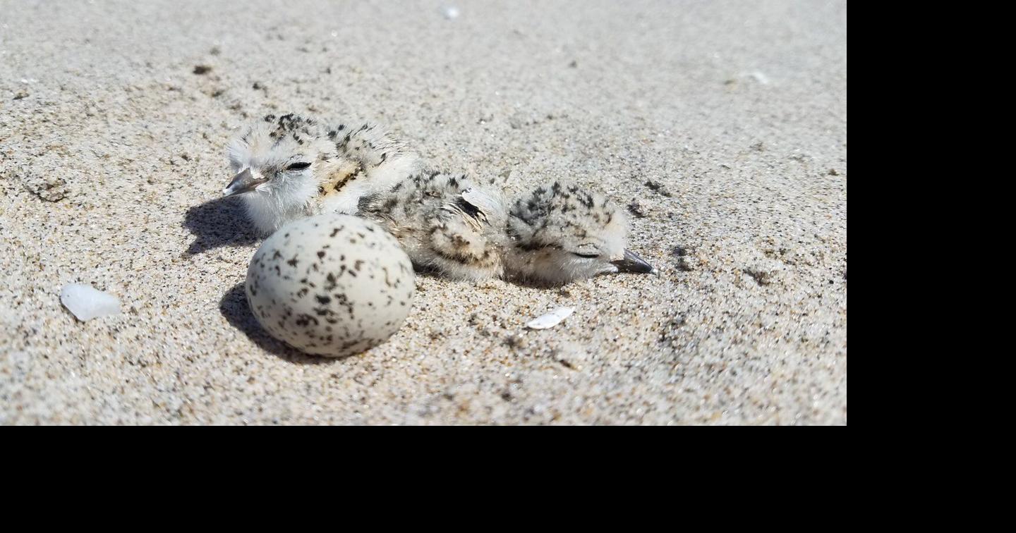 65f4998b224c1.image.jpg?crop=1440,756,0,