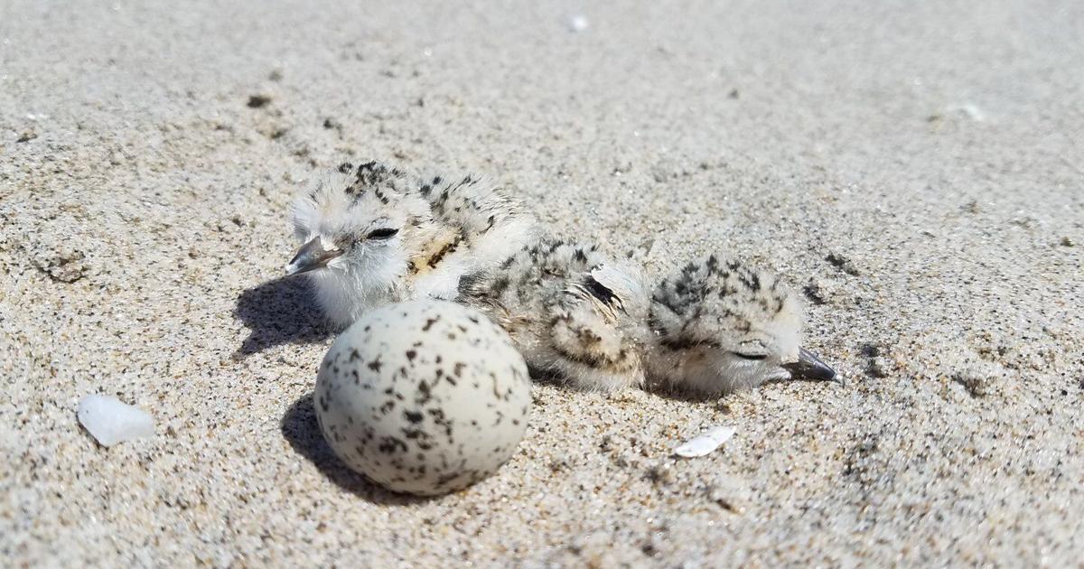 65f4998b224c1.image.jpg?crop=1440,756,0,