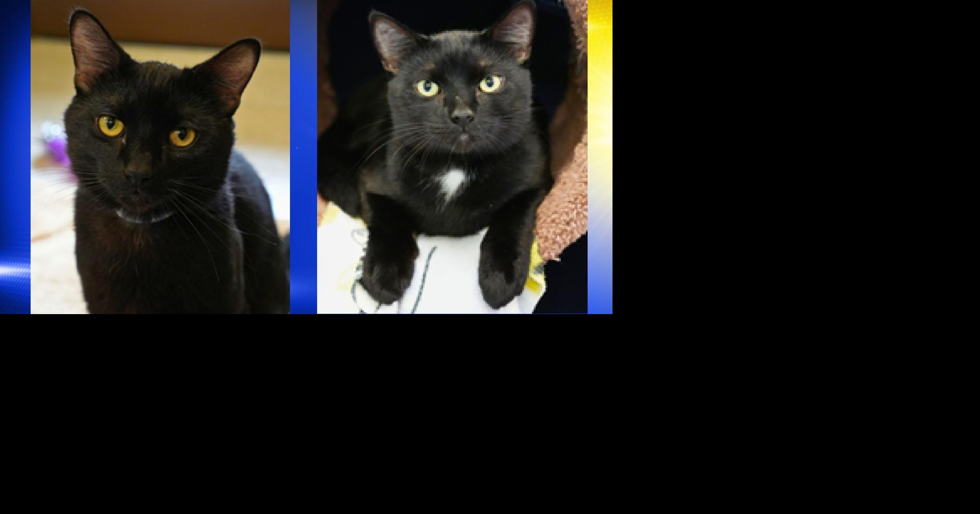 Pets of the Week: Soran and Kieran