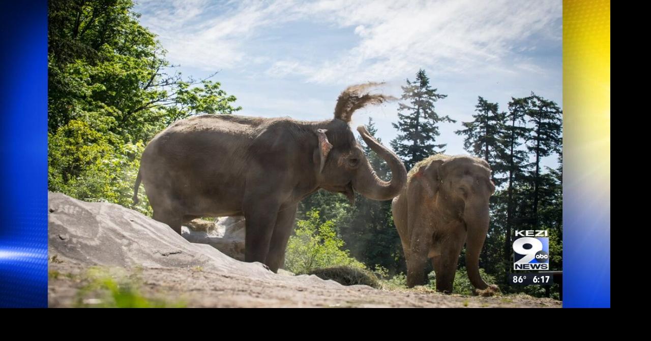 Oregon Zoo prepares for World Elephant Day Video