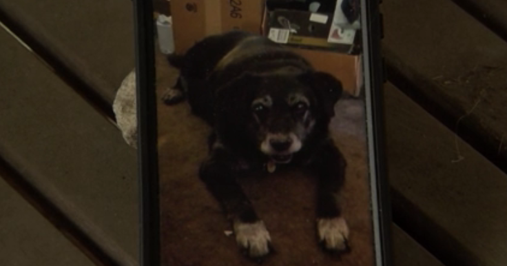 After loss of beloved pet dog, Springfield man gets unexpected kindness from police dispatcher - Vimarsana News