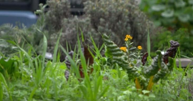 6942f7e431be9.image.jpg?crop=733,385,0,1