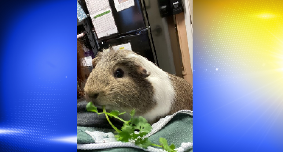 Pet of the Week Noodle