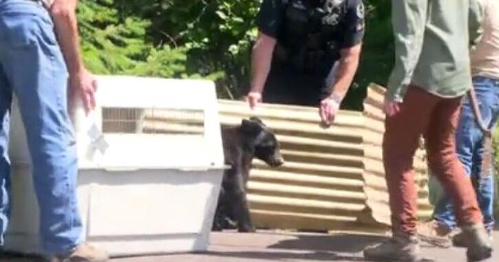Southwest Eugene bear cub euthanized after showing signs of rabies ...