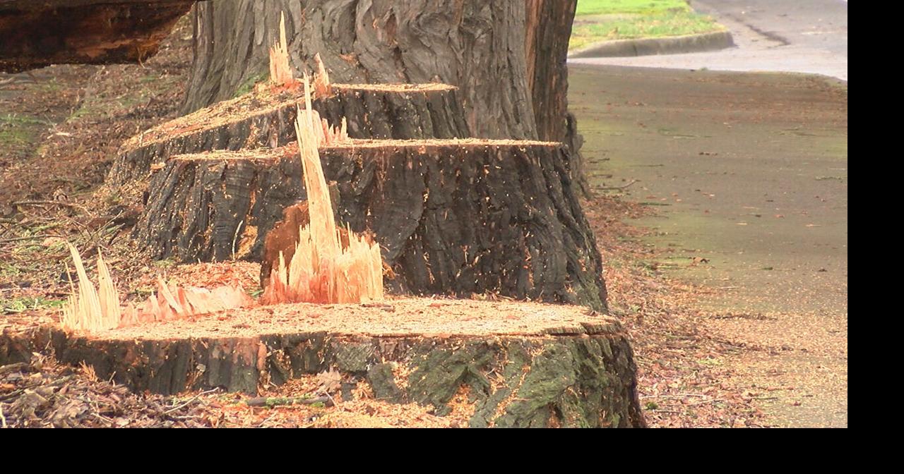 Church working to make amends for chopped-down trees | News | kezi.com