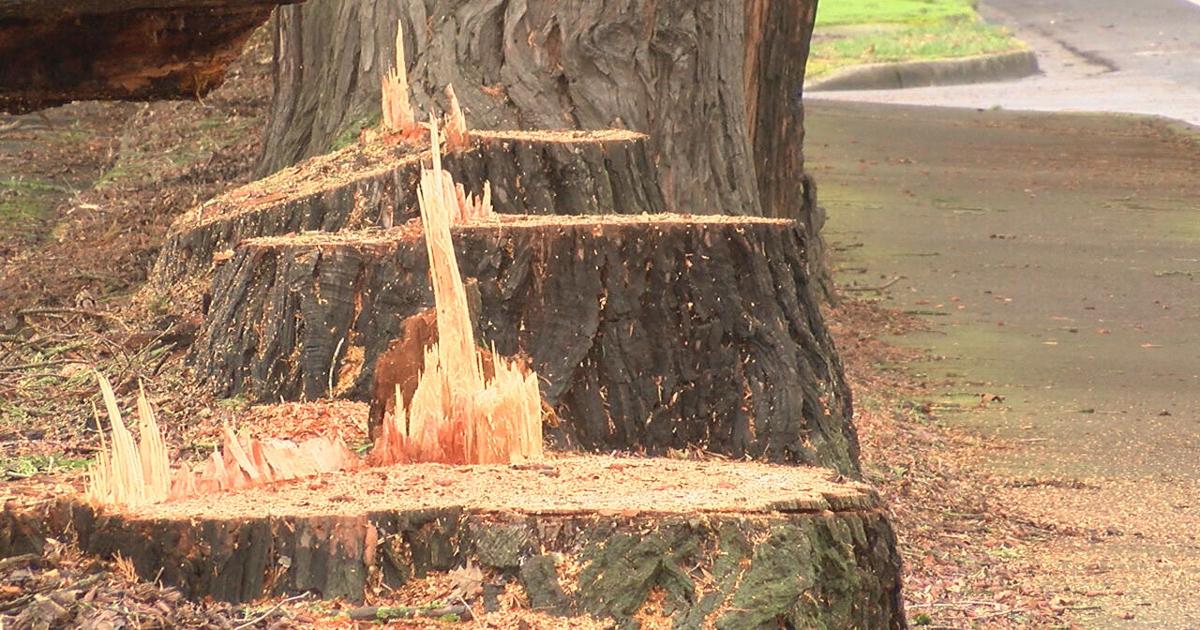 Church working to make amends for chopped-down trees | News | kezi.com