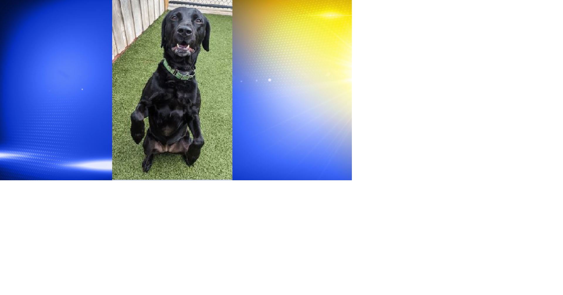 Blue ridge lane labrador retrievers discount