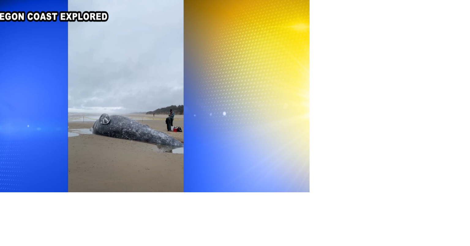 Gray whale found dead on Oregon coast near Yachats