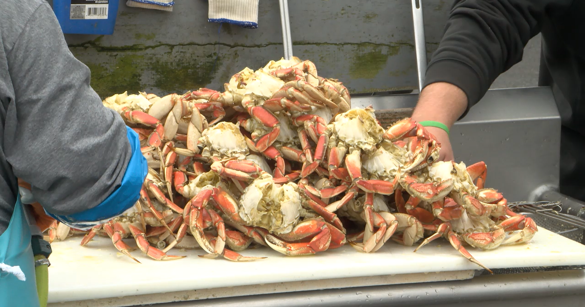 ODFW issues new rules to Dungeness Crab fishermen due to whale entanglements