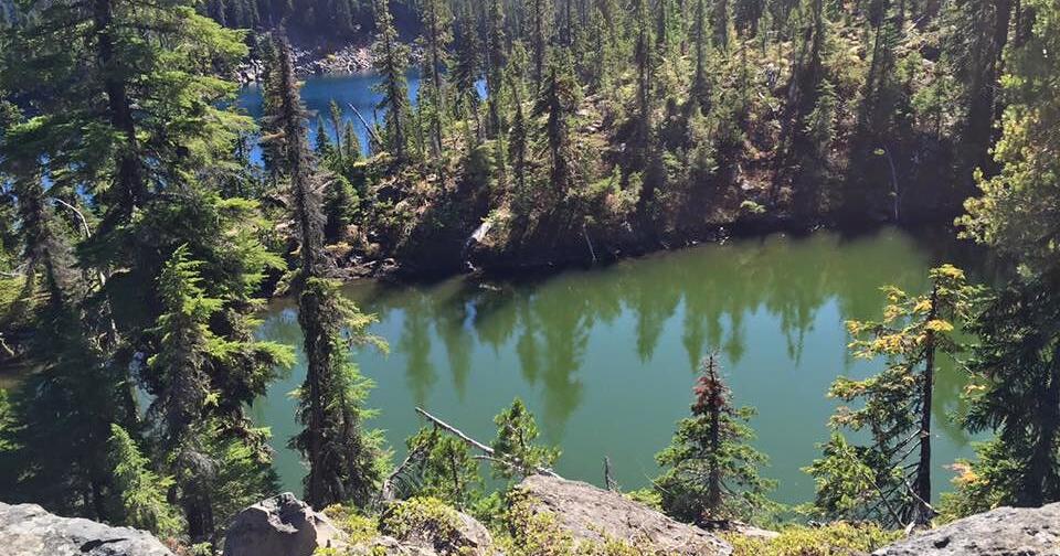 Oregon State University faculty named to panel tasked with Northwest Forest Plan update - Vimarsana News