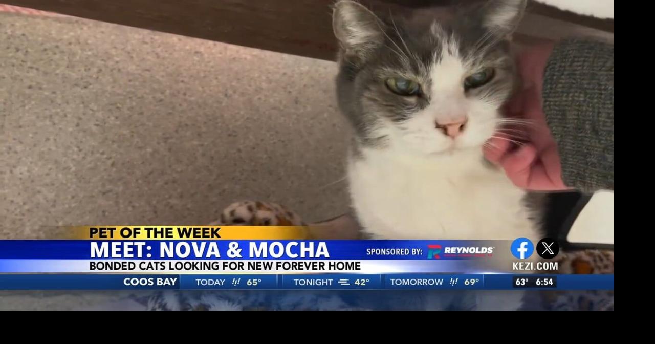 Pets of the Week: Nova and Mocha