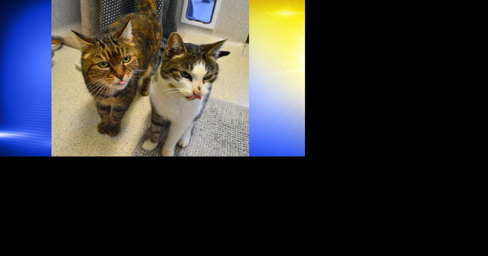 Pets of the Week: Queen Lily and Princess Peanut