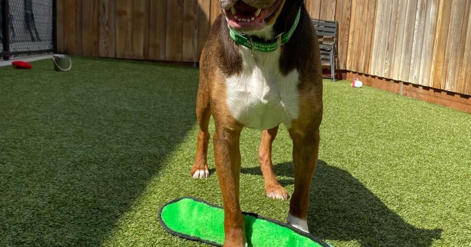 Rufus with toy