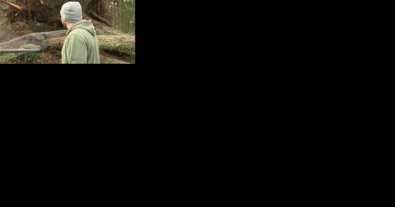 Fallen trees in Pleasant Hill raise concerns of nearby clear-cutting - Vimarsana News