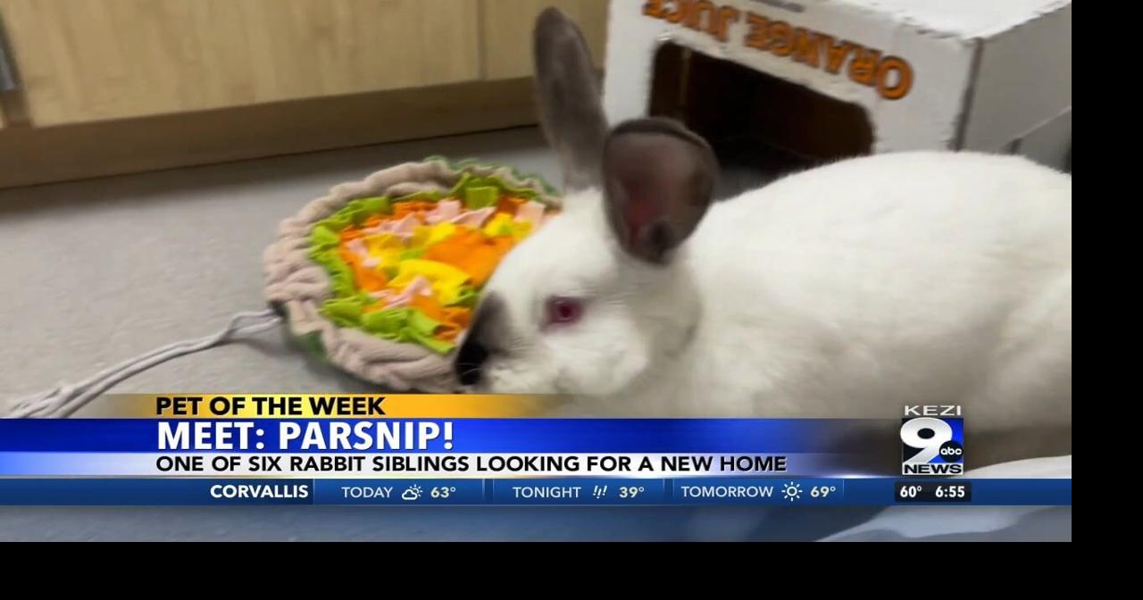 Pet of the Week: Parsnip | Video | kezi.com